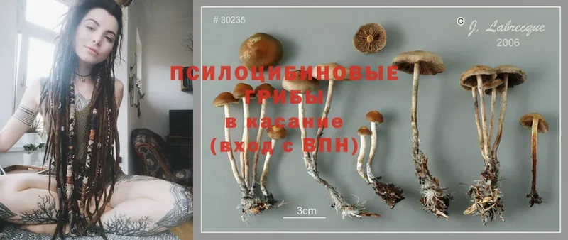 Псилоцибиновые грибы Magic Shrooms  Макушино 